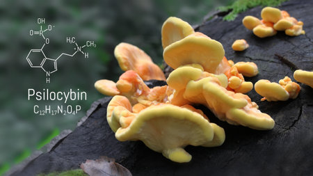 Structural chemical formula Psilocybin alkaloid molecule on a blackboard magic mushrooms. Naturally psychedelic prodrugの写真素材