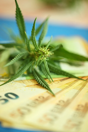 Therapeutic medicinal cannabis for pain, plus THC and CBD - marijuana flower and hashish drug with euro bills moneyの写真素材