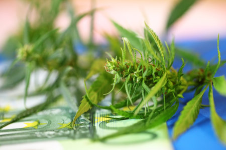 Cannabis, weed to be smoked, THC and CBD - marijuana flower and hashish drug illegal with Euro bills money. Smoke addiction marijuanaの写真素材