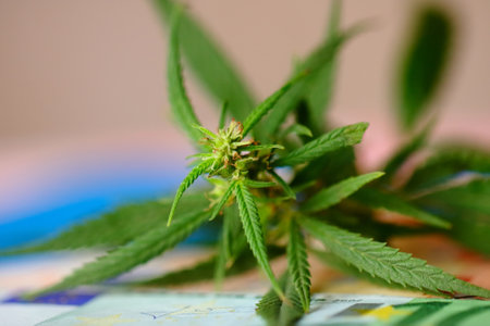 Revenues in the marijuana industry, Euro banknote on cannabis, taxation and marijuana. Economy of hemp industry. Tax on weed. Cannabis financeの写真素材