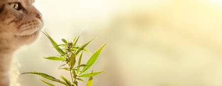 Scottish Fold cat sniffs a cannabis or marijuana leaf. Commercial growth of cannabis for pets. Hemp bush with CBD cannabidiol with blurred background, copy spaceの写真素材