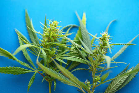 Detail of cannabis flower on blue background, medical marijuana concept. Growing cannabis indica, hemp CBDの写真素材