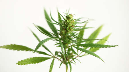 Detail of cannabis flower on white background, medical marijuana concept. Growing cannabis indica, hemp CBDの写真素材