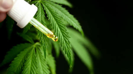Cannabis CBD oil in the hand that holds cannabis CBD oil dropper against the marijuana plant. Hemp Natural Herbal Treatment, Alternative Medicineの写真素材