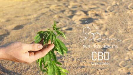 Close-up of a scientist's hand checking cannabis plants in a greenhouse, used for herbal alternative medicines and CBD oil production.の写真素材