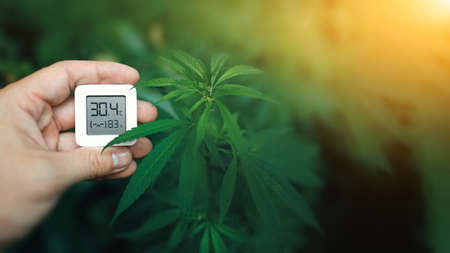 Electronic device in a hand for checking temperature and humidity when growing cannabis. Hygrometer shows moisture level for growing cannabisの写真素材