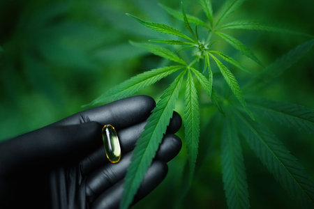 Cannabis CBD pill in hand with black glove, clear cannabidiol and green hemp leaf capsule, hemp CBD...