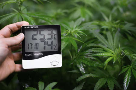 Thermometer and hygrometer shows the temperature in the hand against the background of bush of medicinal cannabis plants. Humidity indicator is indicated on the hygrometer of the deviceの写真素材