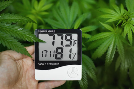 Digital thermometer and hygrometer in hand, contactless control of the growth conditions of...