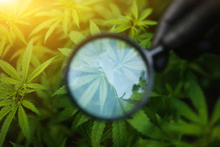 Growing hemp for the production of cannabis CBD oil. Hemp bush with magnifying glass in hand with black glove. Beautiful conceptual background with sunbeamの写真素材
