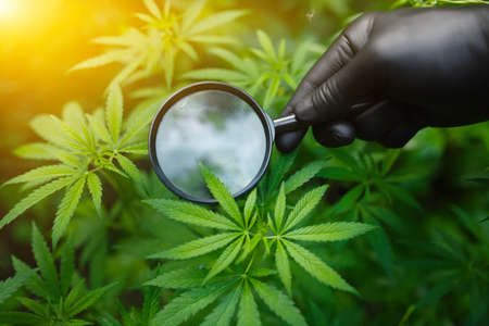 Organic CBD hemp leaves. Concept of herbal alternative medicine, CBD oil, in the cultivation of hemp for the production of cannabis oilの写真素材