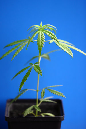 Young green hemp bush on blue background. CBD oil cannabis concept, hemp oil, medicine products....