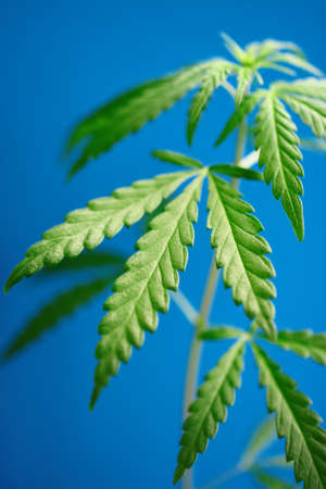 Young green hemp bush on blue background. CBD oil cannabis concept, hemp oil, medicine products. Cannabidiol or CBD cannabisの写真素材