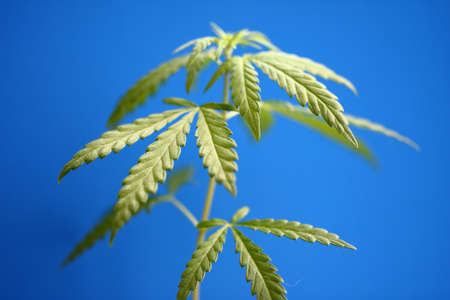 Young green hemp bush on blue background. CBD oil cannabis concept, hemp oil, medicine products. Cannabidiol or CBD cannabisの写真素材