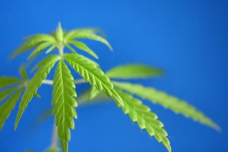 Young green hemp bush on blue background. CBD oil cannabis concept, hemp oil, medicine products. Cannabidiol or CBD cannabisの写真素材