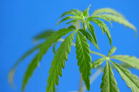 Young green hemp bush on blue background. CBD oil cannabis concept, hemp oil, medicine products. Cannabidiol or CBD cannabisの写真素材