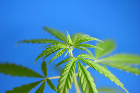Green hemp leaves on blue background, cannabis concept with CBD oil, hemp oil, cannabidiol or CBD cannabis. Beautiful natural background, copy spaceの写真素材