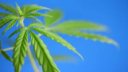 Green hemp leaves on blue background, cannabis concept with CBD oil, hemp oil, cannabidiol or CBD cannabis. Beautiful natural background, copy spaceの写真素材