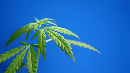 Young green hemp bush on blue background. CBD oil cannabis concept, hemp oil, medicine products. Cannabidiol or CBD cannabisの写真素材