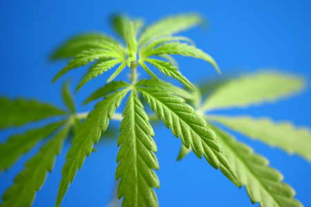 Green hemp leaves on blue background, cannabis concept with CBD oil, hemp oil, cannabidiol or CBD cannabis. Beautiful natural background, copy spaceの写真素材