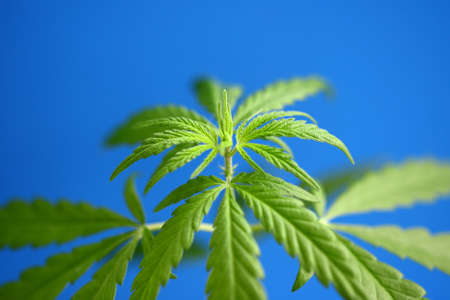 Young green hemp bush on blue background. CBD oil cannabis concept, hemp oil, medicine products. Cannabidiol or CBD cannabisの写真素材