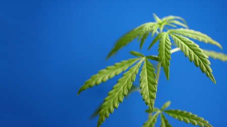 Green hemp leaves on blue background, cannabis concept with CBD oil, hemp oil, cannabidiol or CBD cannabis. Beautiful natural background, copy spaceの写真素材