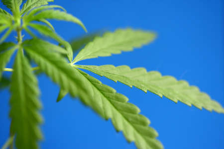 Green hemp leaves on blue background, cannabis concept with CBD oil, hemp oil, cannabidiol or CBD cannabis. Beautiful natural background, copy spaceの写真素材