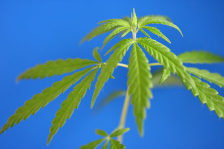 Green hemp leaves on blue background, cannabis concept with CBD oil, hemp oil, cannabidiol or CBD cannabis. Beautiful natural background, copy spaceの写真素材