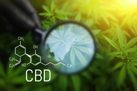Cannabis CBD oil, medical cannabis concept, hand of holding magnifying glass looking at hemp leaf. Formula CBD (cannabidiol)の写真素材