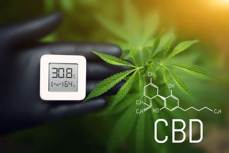 Cannabis plants, Cannabis CBD formula, growing marijuana and measuring humidity and temperature with a thermo-hygrometer in a hand with a black glove. Growing weeds for hashish productionの写真素材