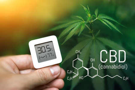 Hand holds an electronic device for measuring humidity and temperature on a green cannabis plantation. Hydrometer thermometer used to monitor the growth and development of medicinal marijuana plantsの写真素材