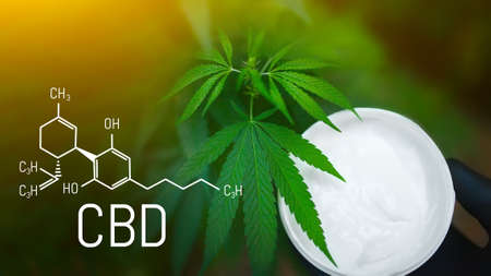 Moisturizer in cannabis jar against the background of hemp bush. Cosmetic hemp skin care cream. CBD Cannabis Formulaの写真素材