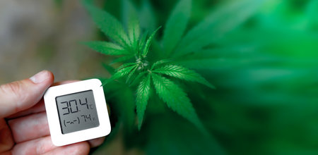 Hygrometer, thermometer used to monitor the growth and development of medicinal cannabis, marijuana. Hand holds an electronic device for measuring humidity and temperature on cannabis plantationの写真素材