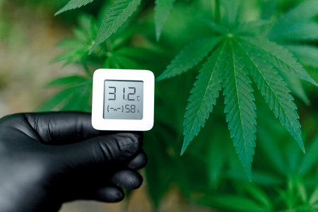 Hygrometer, thermometer used to monitor the growth and development of medicinal cannabis, marijuana. Hand holds an electronic device for measuring humidity and temperature on cannabis plantationの写真素材