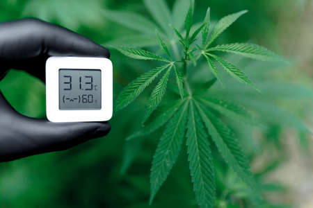Concept of growing medicinal cannabis indoors and measuring the humidity indicator with hygrometer. Bush of medicinal cannabis or marijuanaの写真素材
