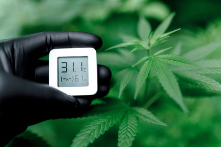 Concept of growing medicinal cannabis indoors and measuring the humidity indicator with hygrometer....