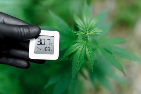Concept of growing medicinal cannabis indoors and measuring the humidity indicator with hygrometer. Bush of medicinal cannabis or marijuanaの写真素材