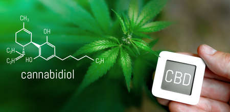 Cannabis with formula of CBD, growth and development of medicinal cannabis, marijuanaの写真素材