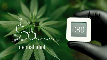 CBD Chemical Formula. Cannabidiol or CBD molecular structural chemical formula. Beautiful background of cannabis, the place for copy space. Concept Hemp Oil, Cannabis oil, Medical herb conceptの写真素材