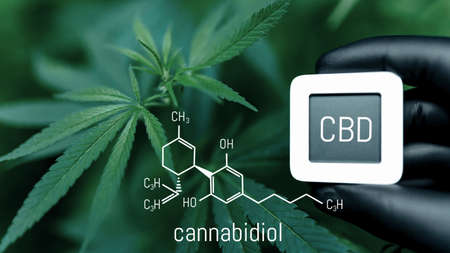 CBD Chemical Formula. Cannabidiol or CBD molecular structural chemical formula. Beautiful background of cannabis, the place for copy space. Concept Hemp Oil, Cannabis oil, Medical herb conceptの写真素材