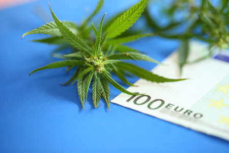 Prosperous business of growing cannabis distribution and sale, Euro banknotes and marijuana herbの写真素材