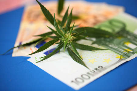 Euro banknotes and marijuana herb, medical marijuana, cannabis bud with euro banknotes close upの写真素材