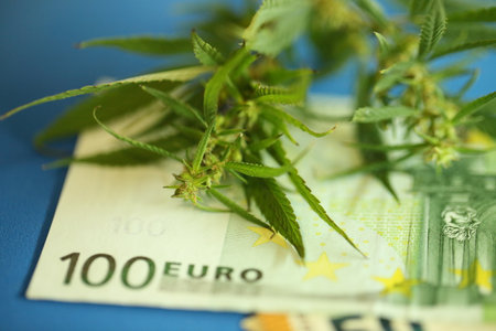 Euro banknotes and marijuana herb, medical marijuana, cannabis bud with euro banknotes close upの写真素材