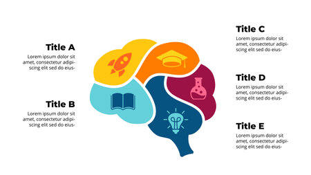 Human Brain Anatomy Infographic. Creative diagram with 5 parts and options. Educational concept. Creative thinking illustration.のイラスト素材