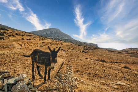 Donkey in Folegandros island, Greeceの写真素材