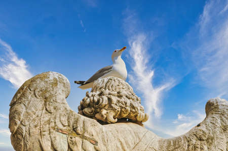 Sea bird in Rome city in Italyの写真素材