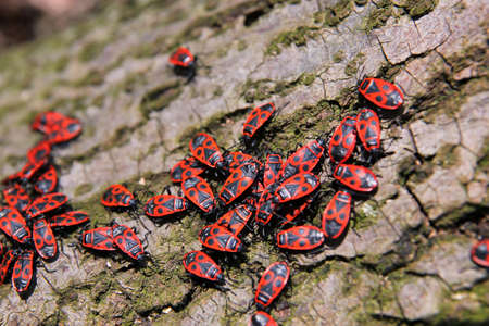 forest beetles at the bark of forest woodの写真素材