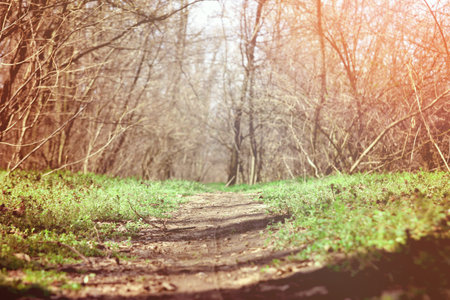 vintage old forest path with green grass around