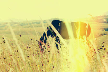 black horse eating on beautiful pastureの写真素材