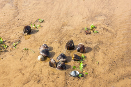 river shells on the shore with water grass around them